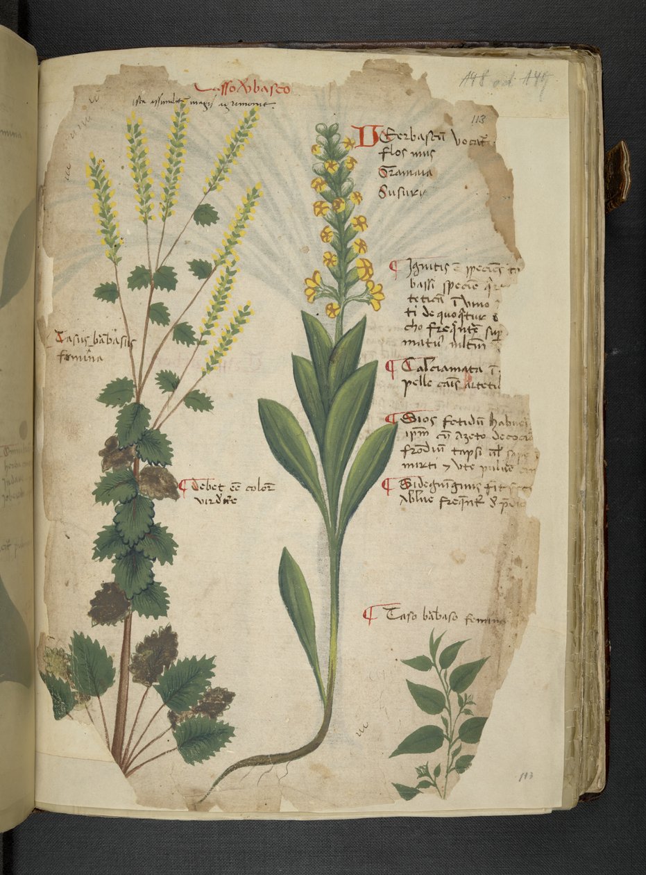 Añadir MS 41623 f.113r "A herbal", Belluno (tinta y color sobre vitela) de Italian School
