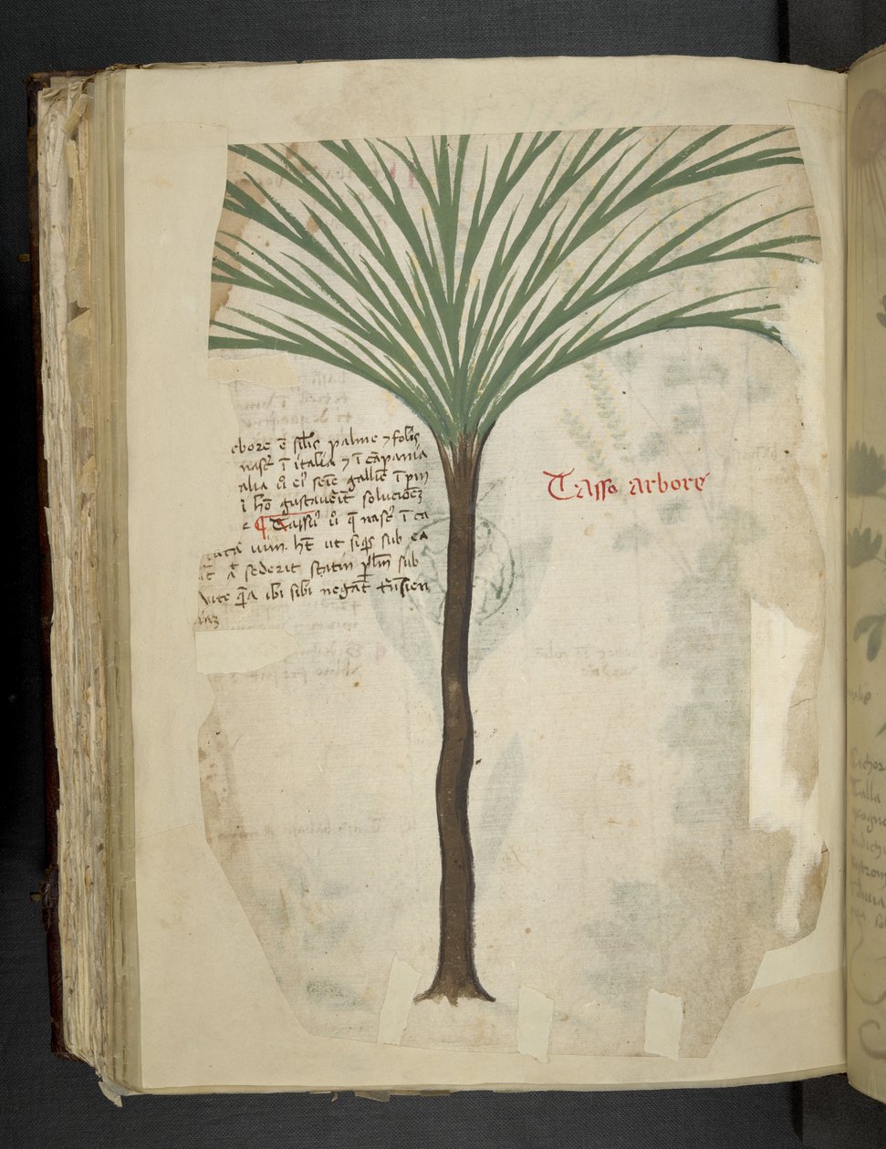 Añadir MS 41623 f.113v Tarro Arboro, de "A herbal", Belluno (tinta y color sobre vitela) de Italian School