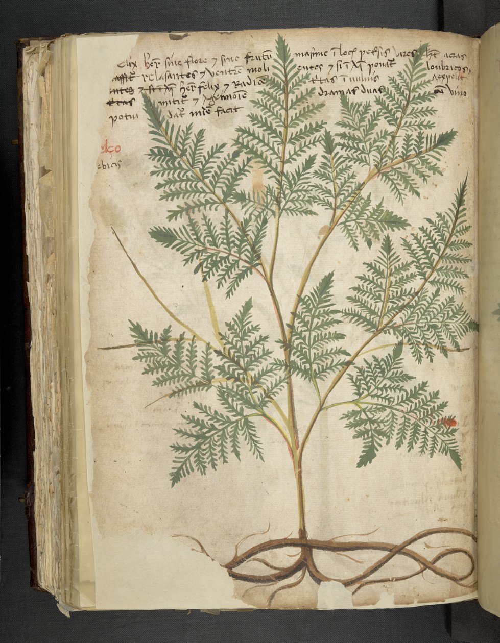 Añadir MS 41623 f.114v "A herbal", Belluno (tinta y color sobre vitela) de Italian School