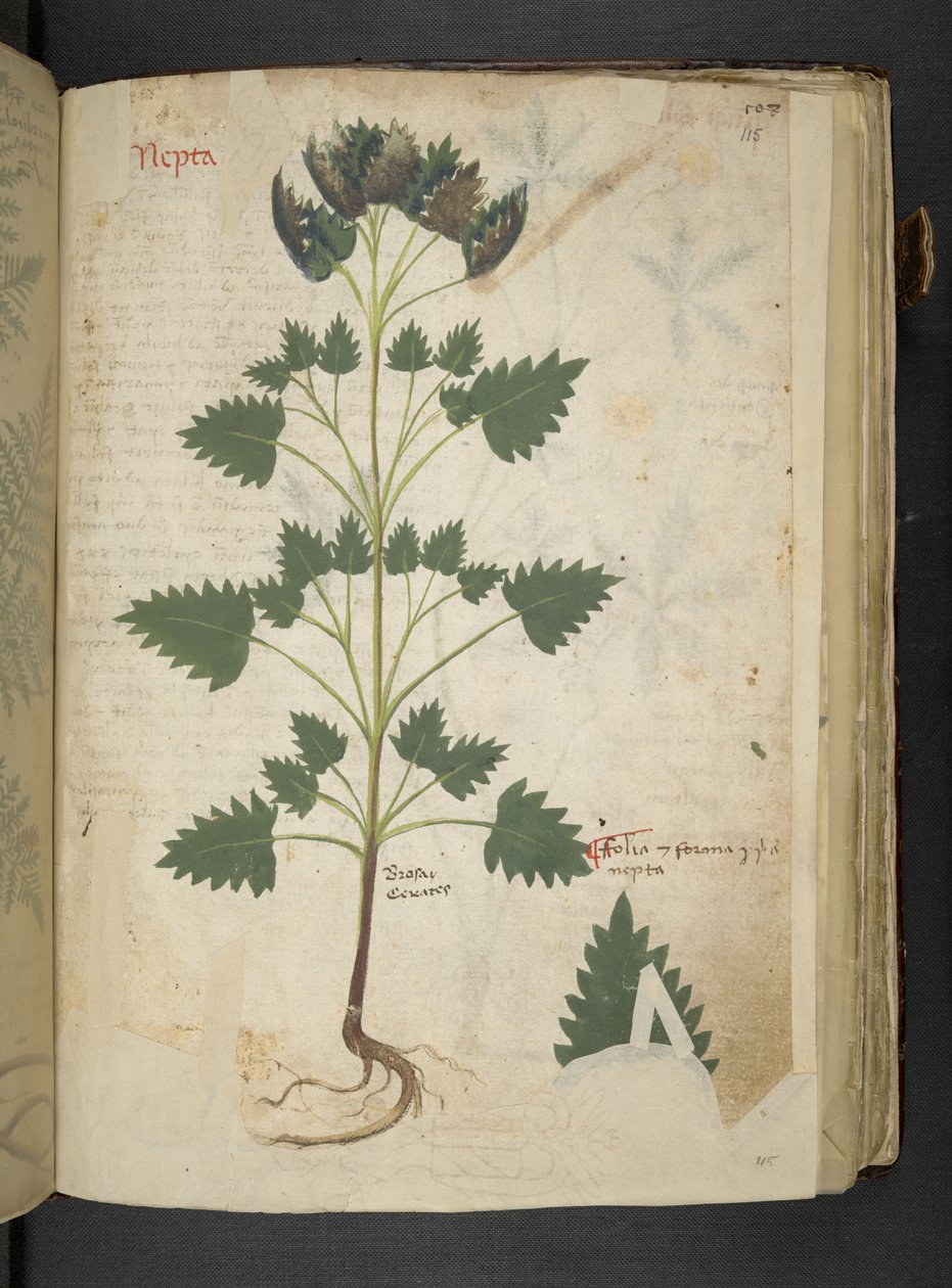 Añadir MS 41623 f.115r Nepta, de "A herbal", Belluno (tinta y color sobre vitela) de Italian School