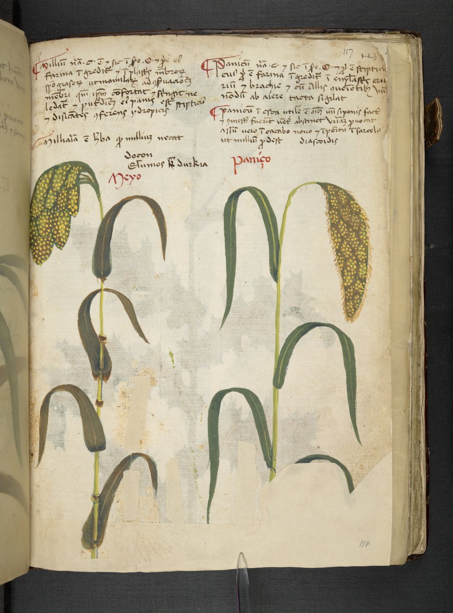 Añadir MS 41623 f.117r "A herbal", Belluno (tinta y color sobre vitela) de Italian School