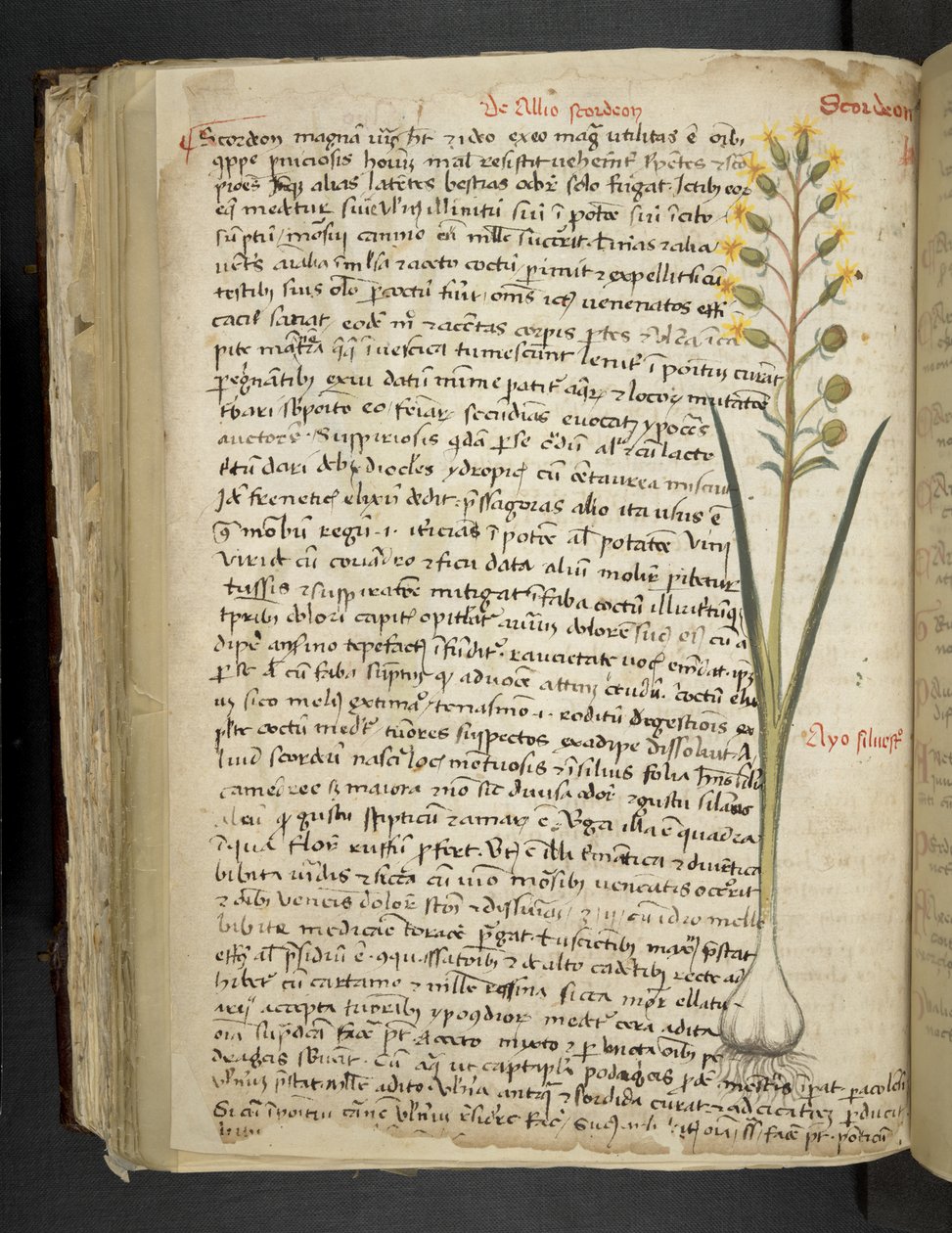 Añadir MS 41623 f.119v "A herbal", Belluno (tinta y color sobre vitela) de Italian School