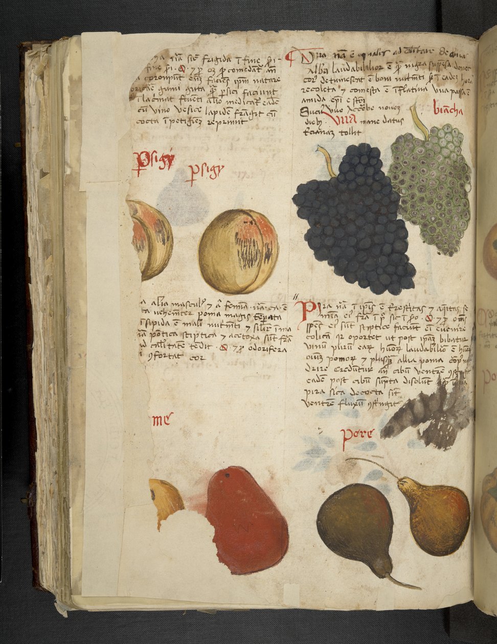 Añadir MS 41623 f.121v Frutas, de "A herbal", Belluno (tinta y color sobre vitela) de Italian School
