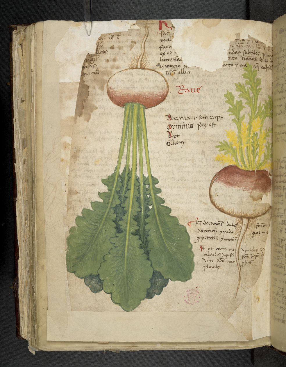 Añadir MS 41623 f.126v "A herbal", Belluno (tinta y color sobre vitela) de Italian School