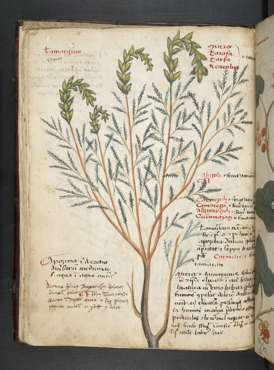 Añadir MS 41623 f.18v A herbal, Belluno (tinta y color sobre vitela) de Italian School