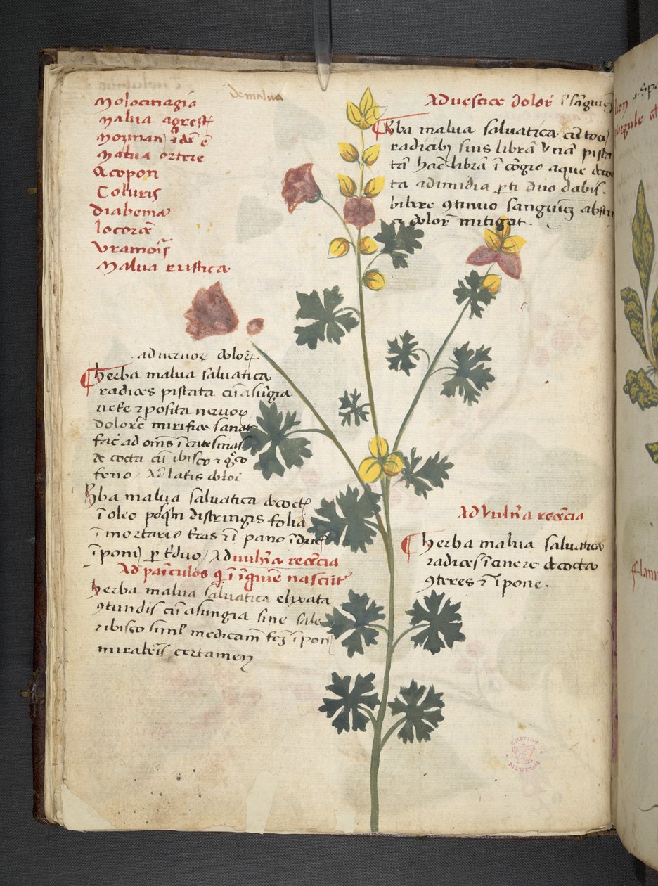 Añadir MS 41623 f.19v A herbal, Belluno (tinta y color sobre vitela) de Italian School