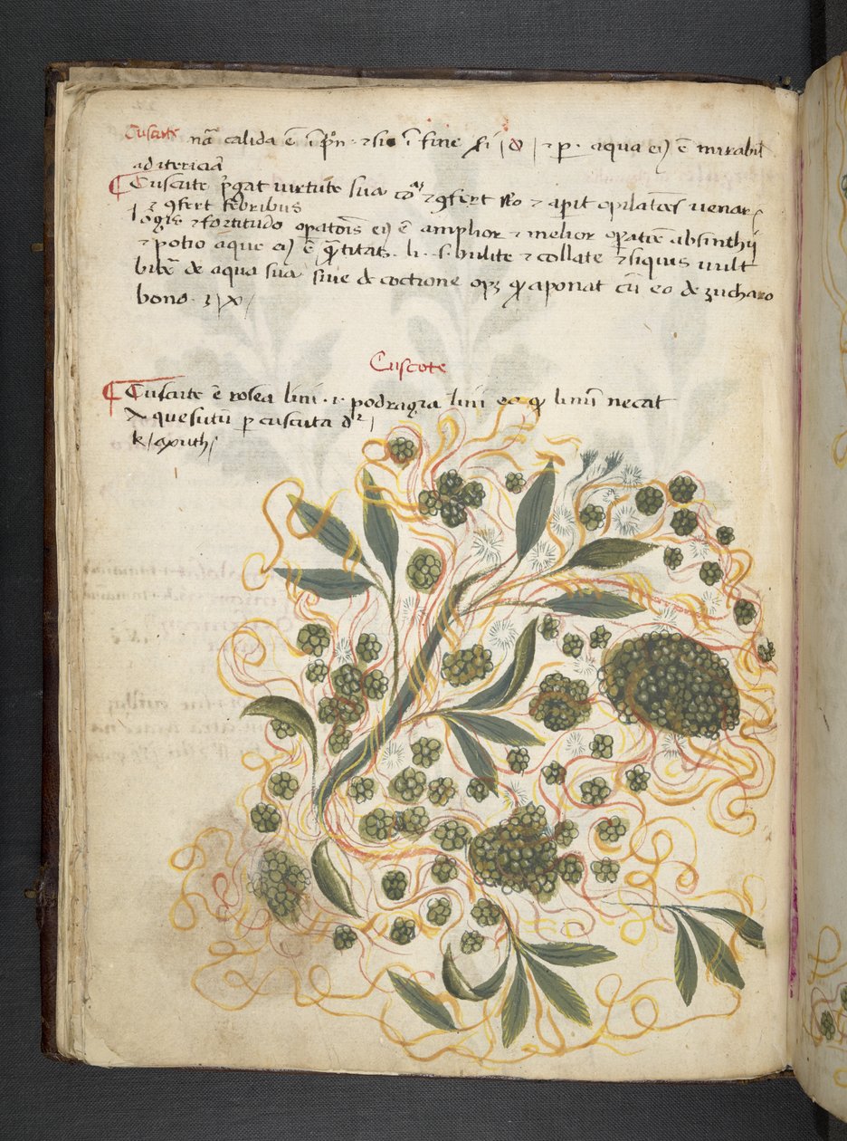 Añadir MS 41623 f.20v A herbal, Belluno (tinta y color sobre vitela) de Italian School