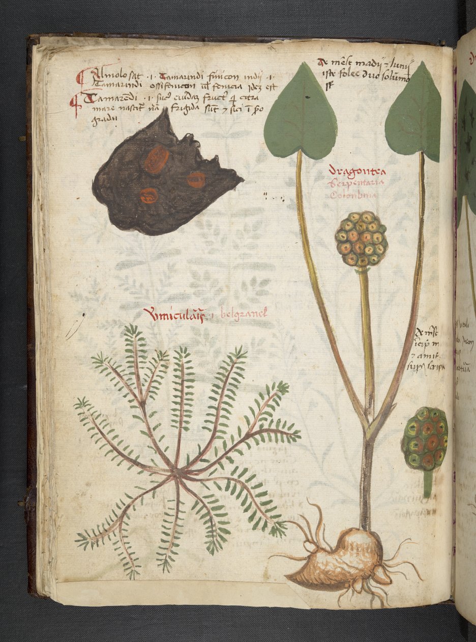 Añadir MS 41623 f.28v "A herbal", Belluno (tinta y color sobre vitela) de Italian School