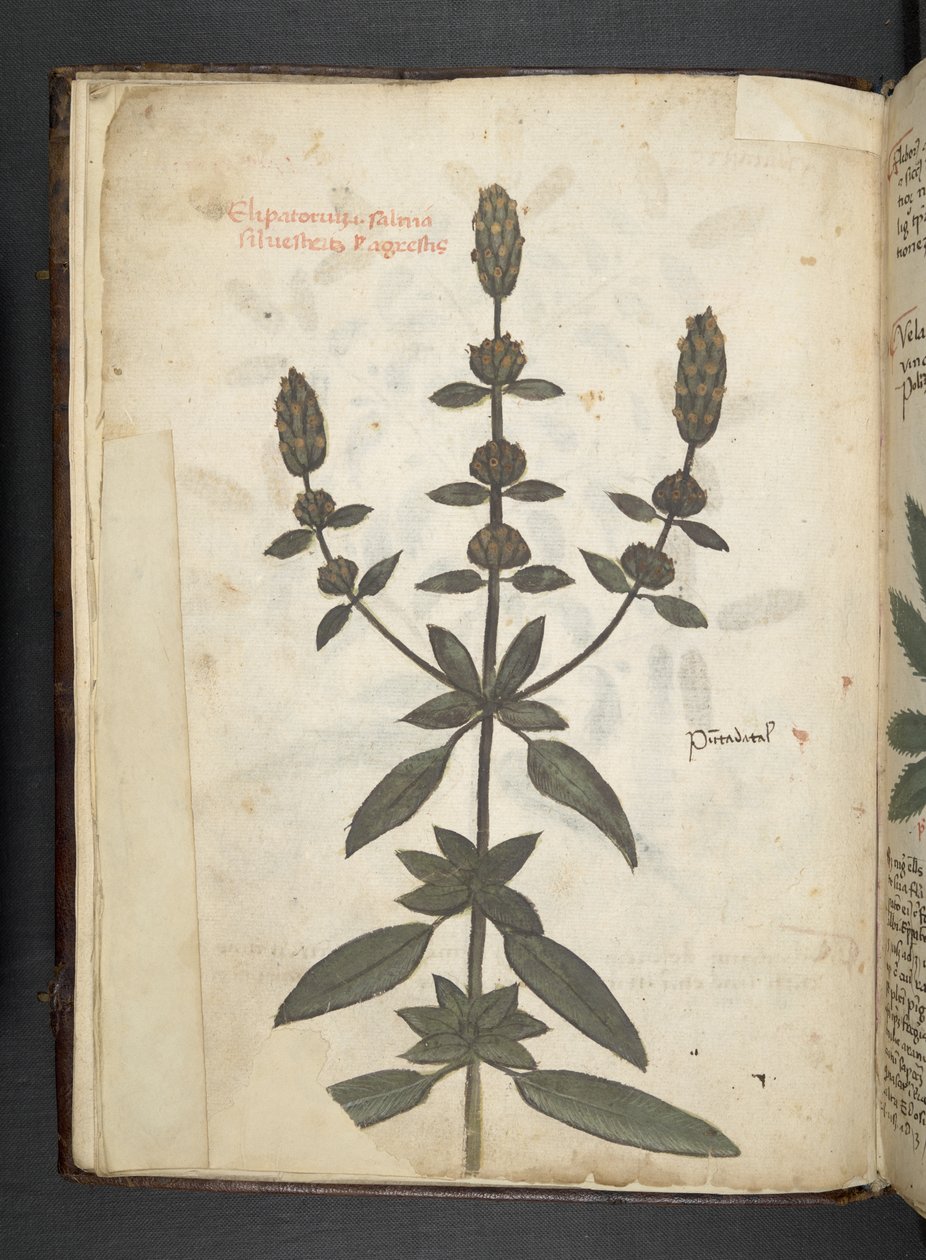 Añadir MS 41623 f.2v A de hierbas, Belluno (tinta y color sobre vitela) de Italian School