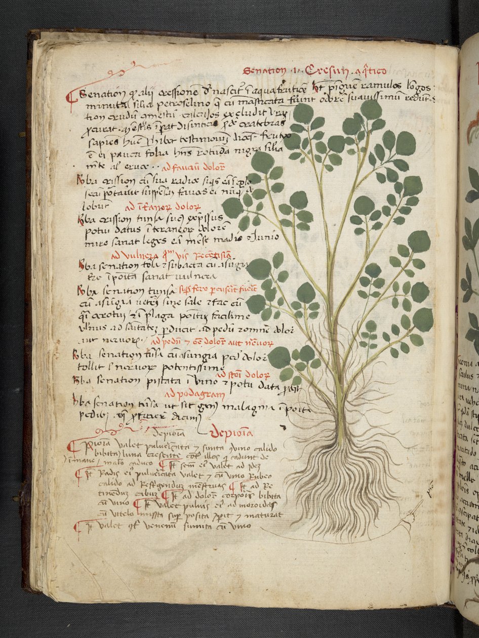 Añadir MS 41623 f.32v "A herbal", Belluno (tinta y color sobre vitela) de Italian School