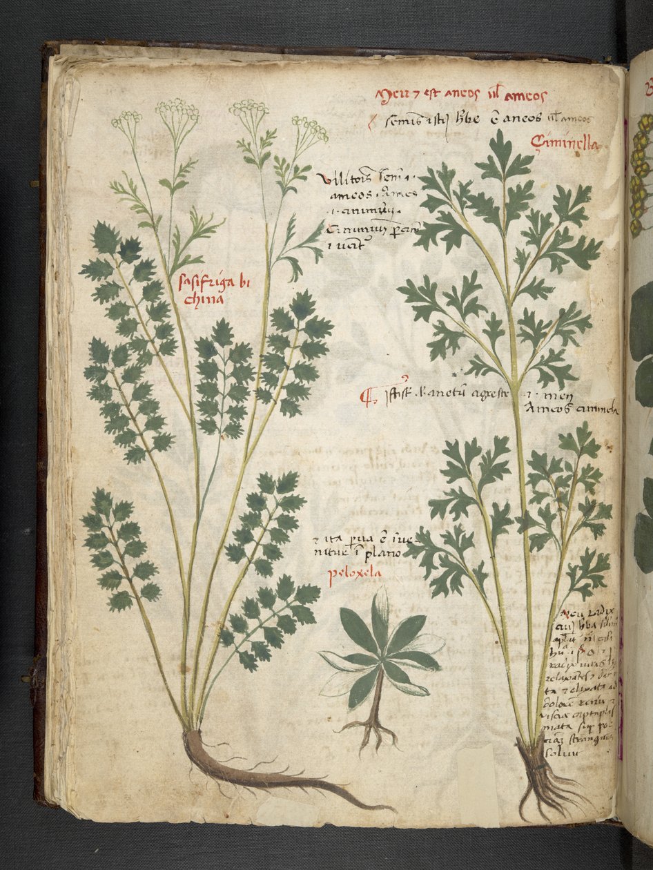Añadir MS 41623 f.33v "A herbal", Belluno (tinta y color sobre vitela) de Italian School