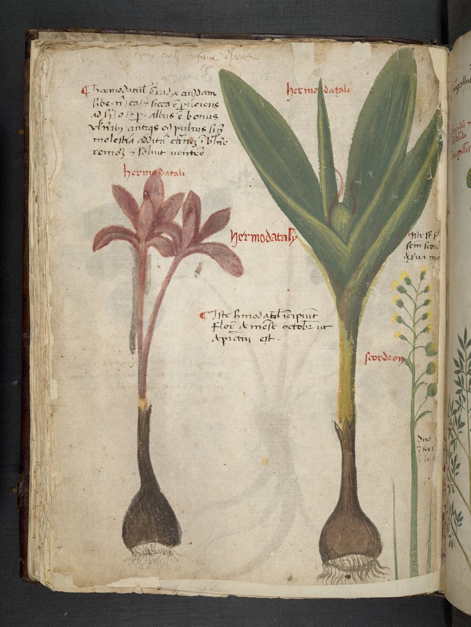 Añadir MS 41623 f.34v "A herbal", Belluno (tinta y color sobre vitela) de Italian School