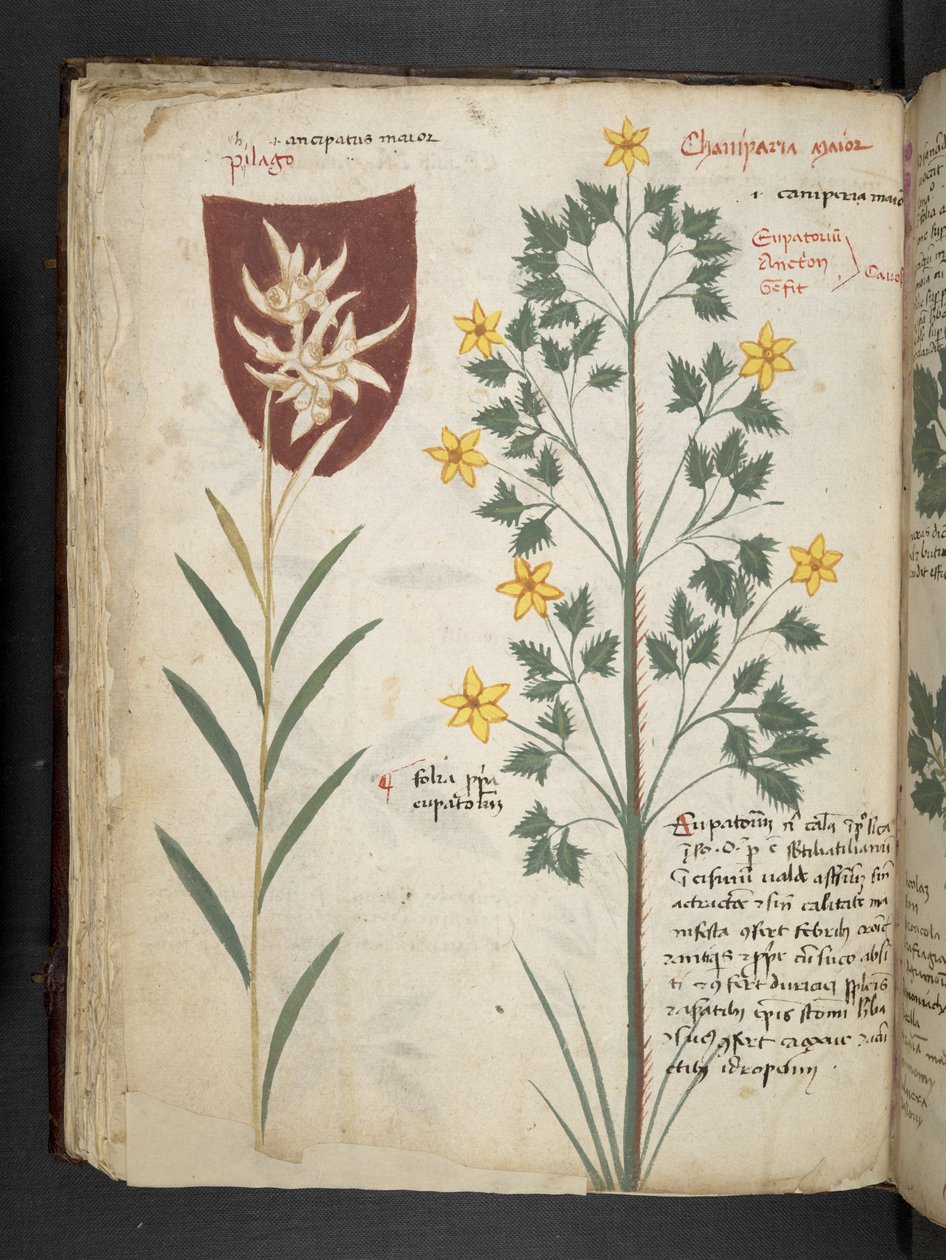 Añadir MS 41623 f.35v "A herbal", Belluno (tinta y color sobre vitela) de Italian School