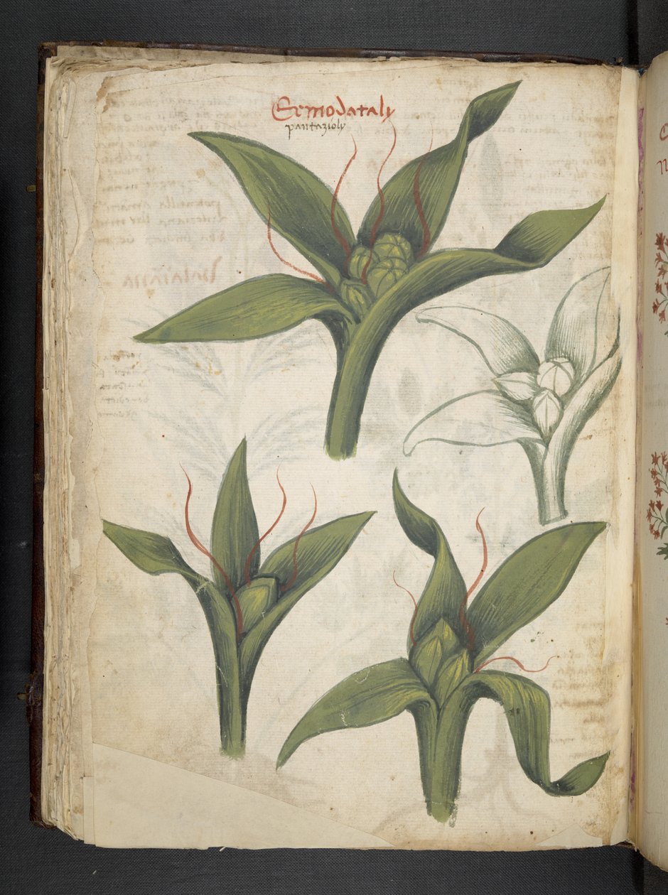 Añadir MS 41623 f.36v "A herbal", Belluno (tinta y color sobre vitela) de Italian School