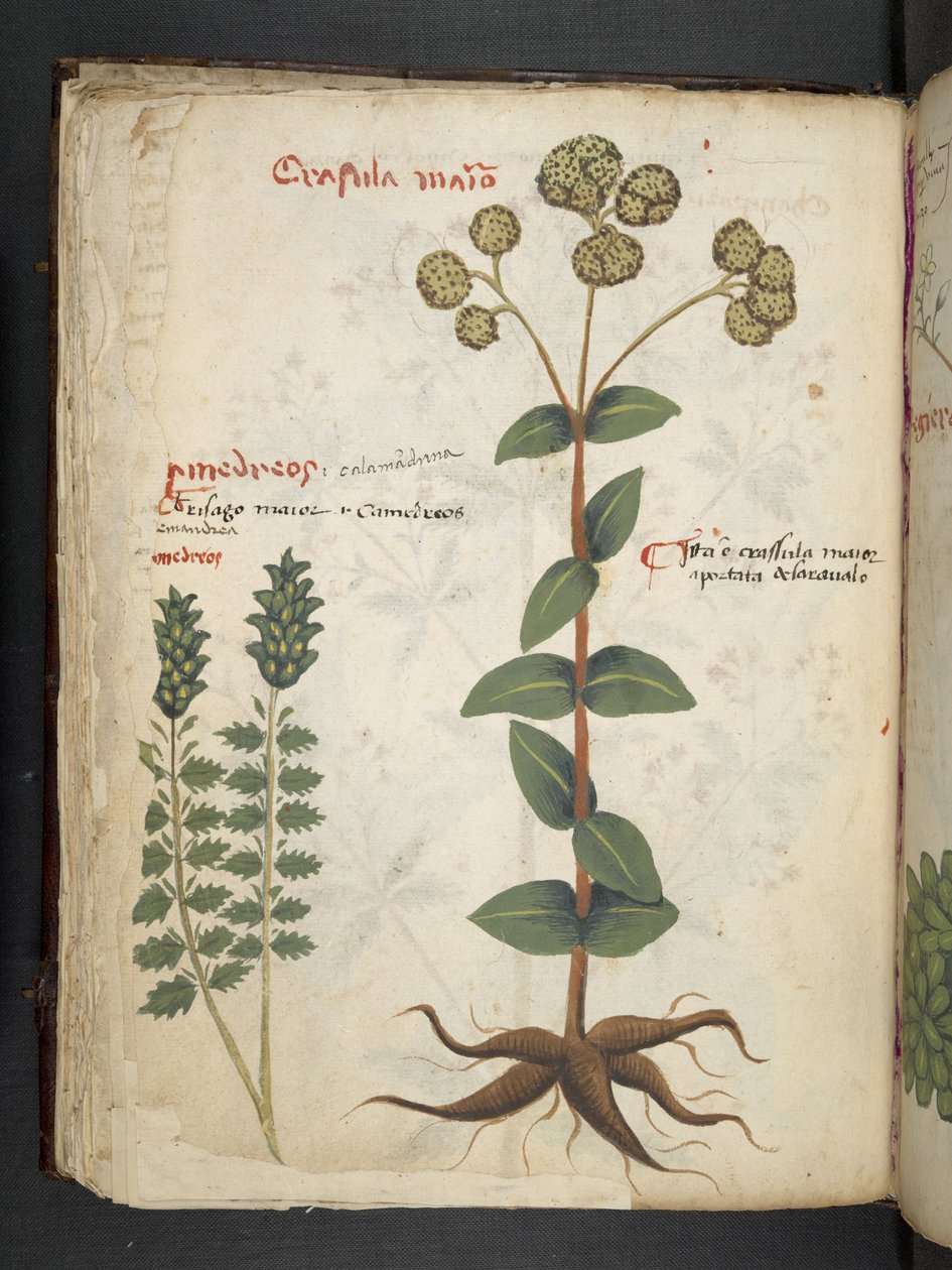 Añadir MS 41623 f.37v "A herbal", Belluno (tinta y color sobre vitela) de Italian School
