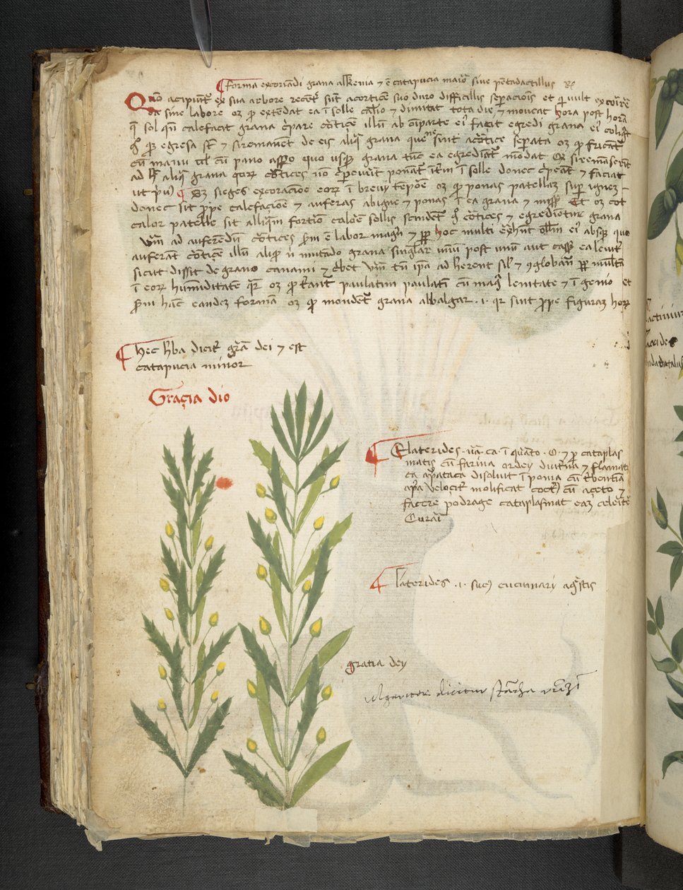 Añadir MS 41623 f.39v "A herbal", Belluno (tinta y color sobre vitela) de Italian School