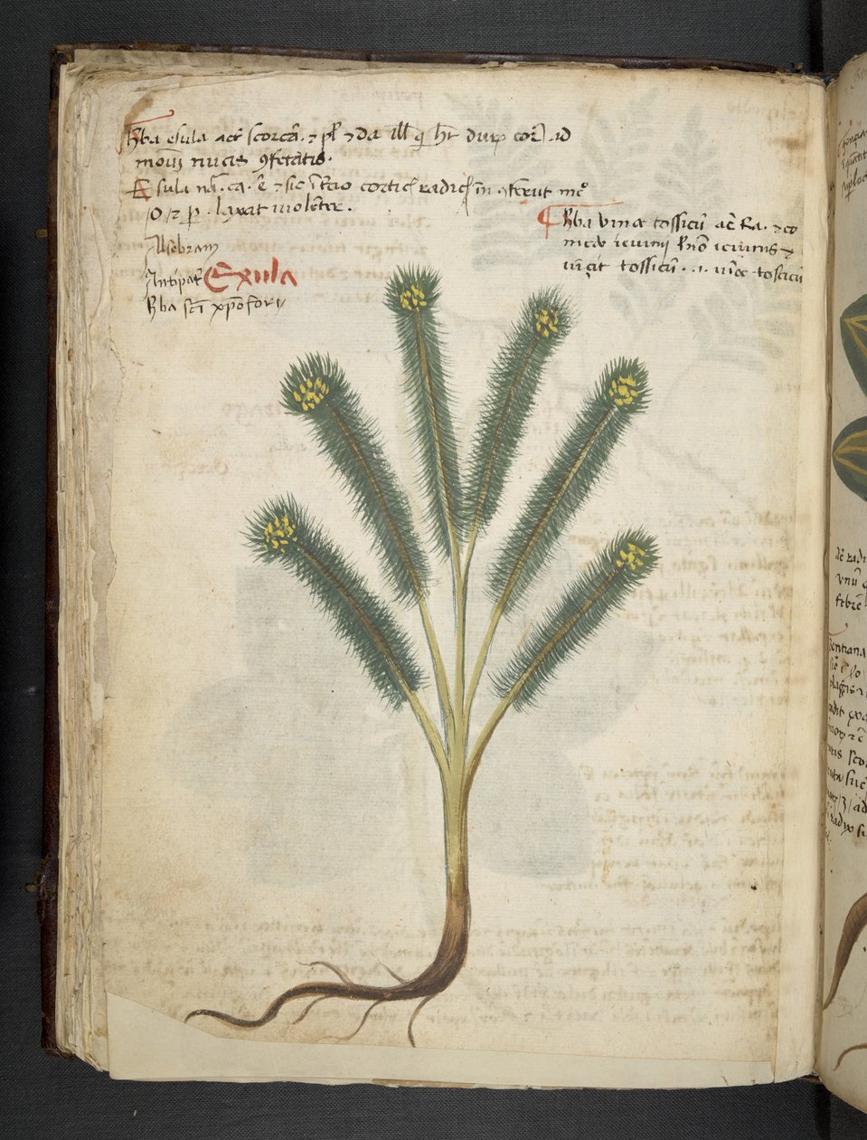 Añadir MS 41623 f.39v "A herbal", Belluno (tinta y color sobre vitela) de Italian School