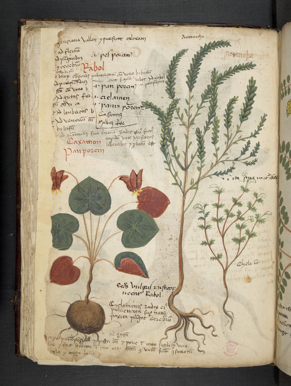 Añadir MS 41623 f.40v "A herbal", Belluno (tinta y color sobre vitela) de Italian School