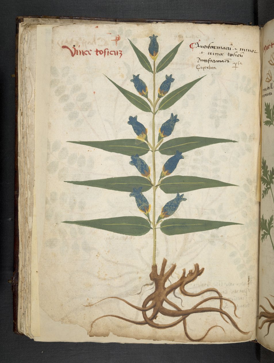 Añadir MS 41623 f.41v "A herbal", Belluno (tinta y color sobre vitela) de Italian School