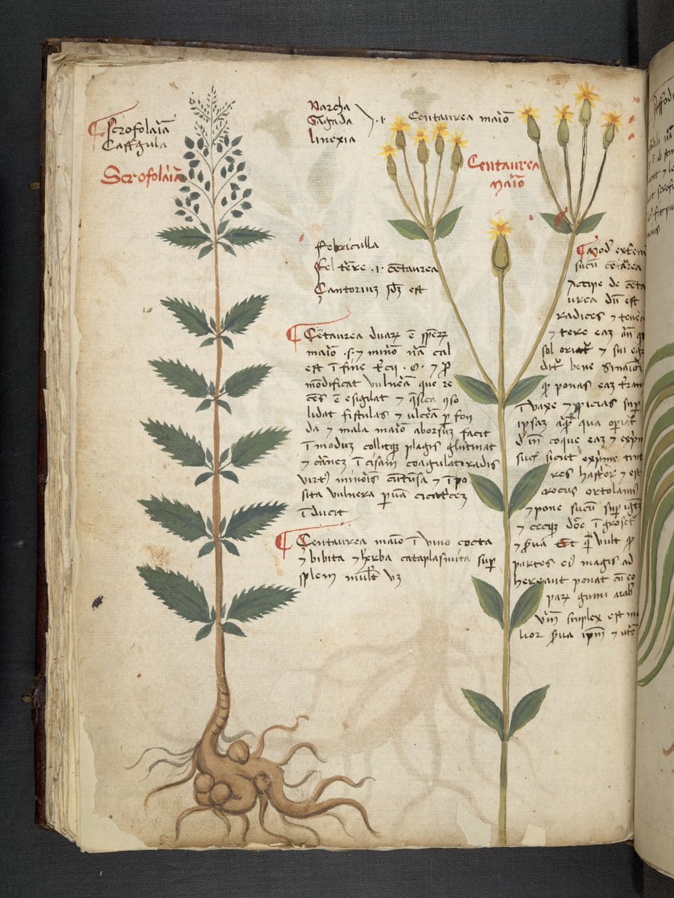 Añadir MS 41623 f.48v "A herbal", Belluno (tinta y color sobre vitela) de Italian School