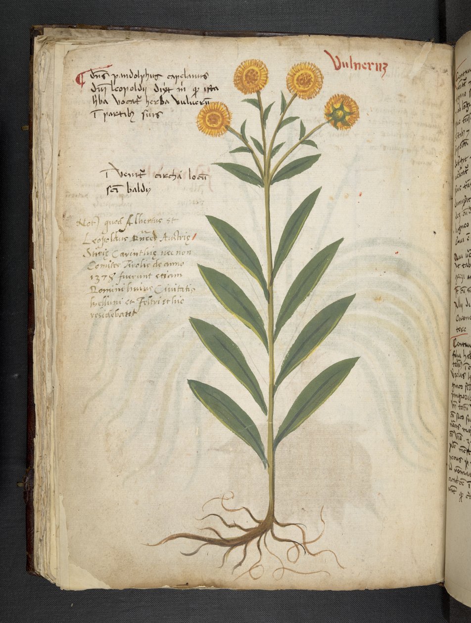 Añadir MS 41623 f.49v "A herbal", Belluno (tinta y color sobre vitela) de Italian School