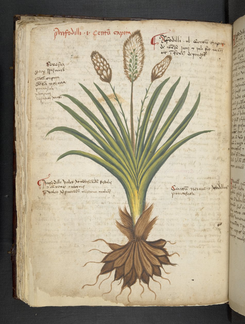 Añadir MS 41623 f.50v "A herbal", Belluno (tinta y color sobre vitela) de Italian School
