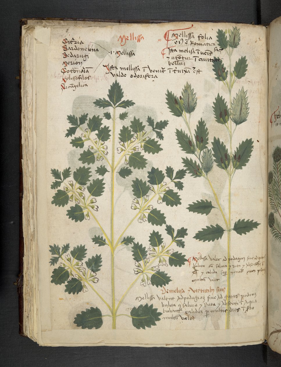 Añadir MS 41623 f.52v "A herbal", Belluno (tinta y color sobre vitela) de Italian School