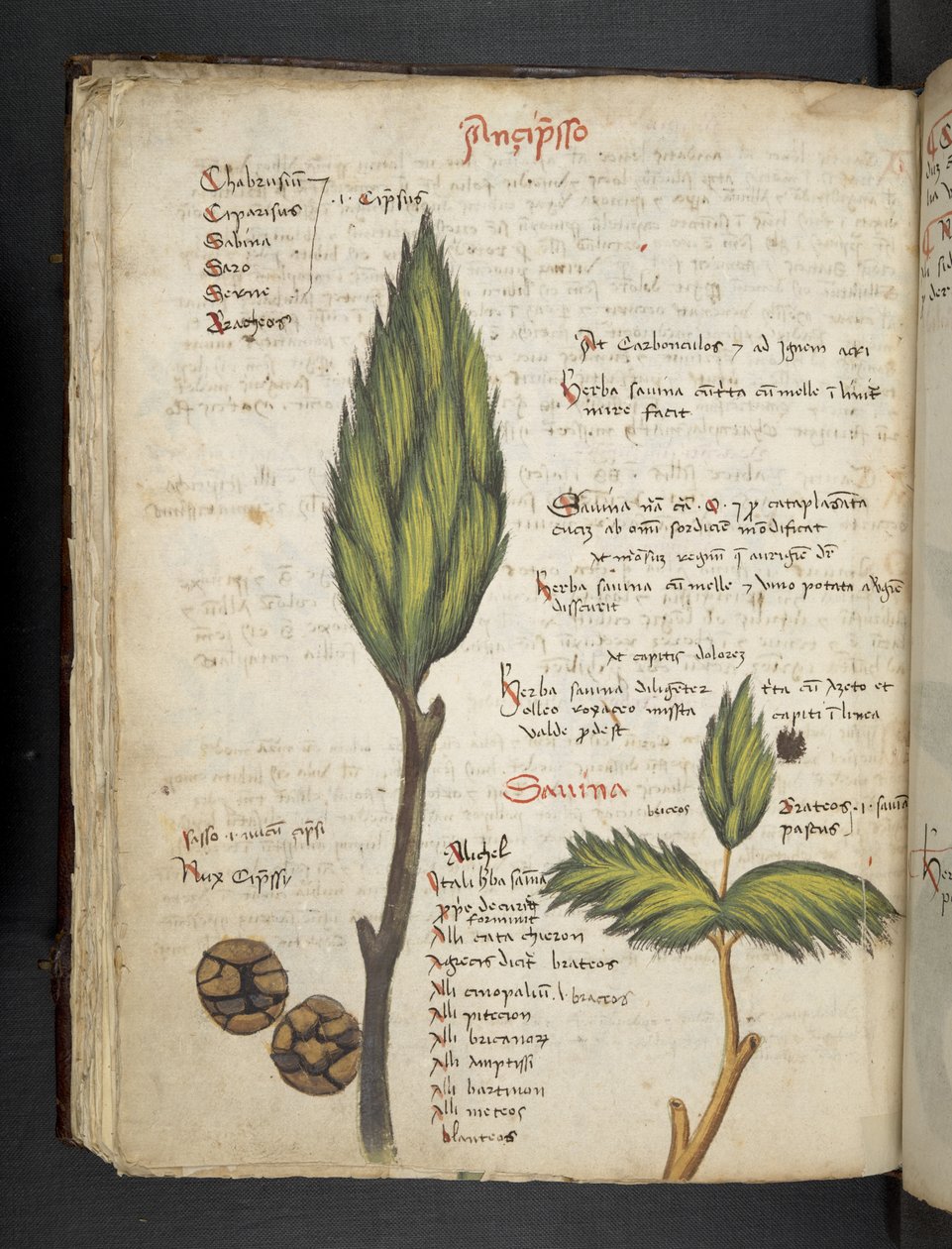 Añadir MS 41623 f.62v "A herbal", Belluno (tinta y color sobre vitela) de Italian School