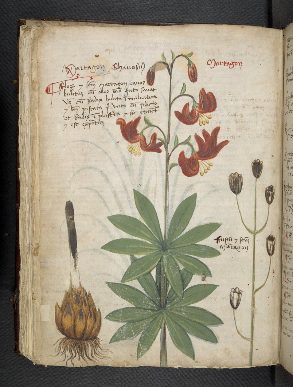 Añadir MS 41623 f.66v "A herbal", Belluno (tinta y color sobre vitela) de Italian School
