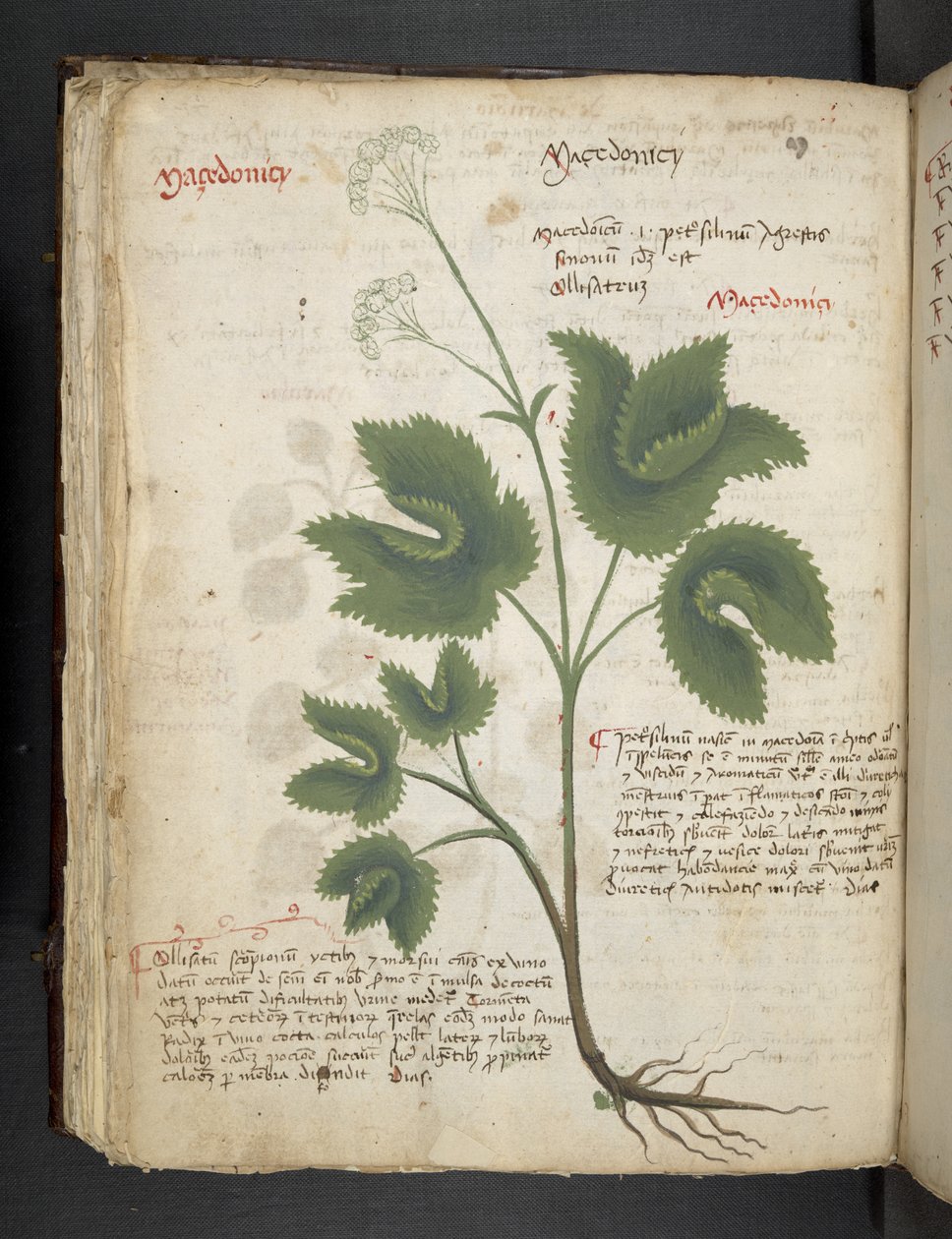Añadir MS 41623 f.67v "A herbal", Belluno (tinta y color sobre vitela) de Italian School