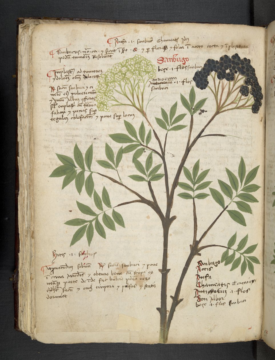 Añadir MS 41623 f.72v "A herbal", Belluno (tinta y color sobre vitela) de Italian School