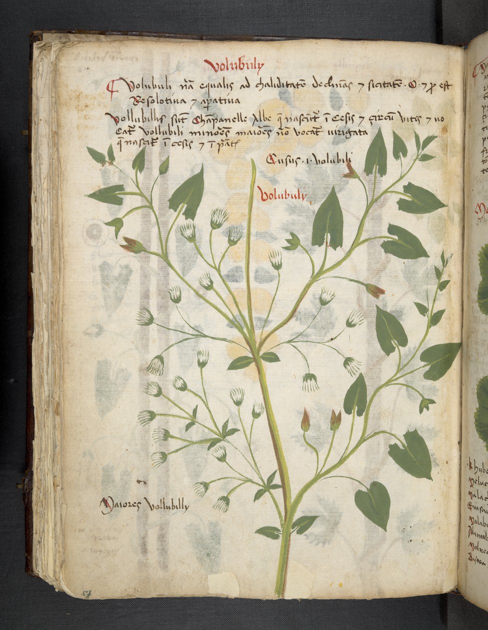 Añadir MS 41623 f.75v "Una hierba", Belluno (tinta y color sobre vitela) de Italian School