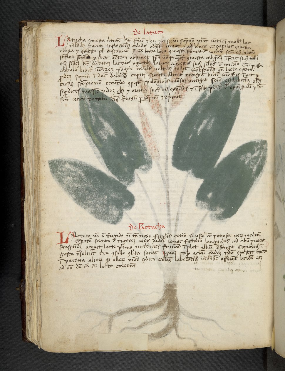 Añadir MS 41623 f.80v "A herbal", Belluno (tinta y color sobre vitela) de Italian School