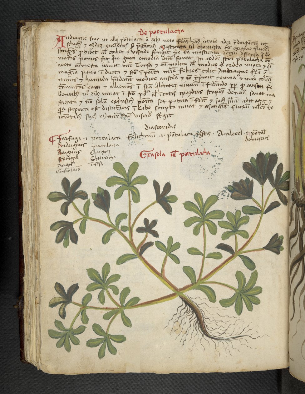Añadir MS 41623 f.81v De Portulaca, de "A herbal", Belluno (tinta y color sobre vitela) de Italian School