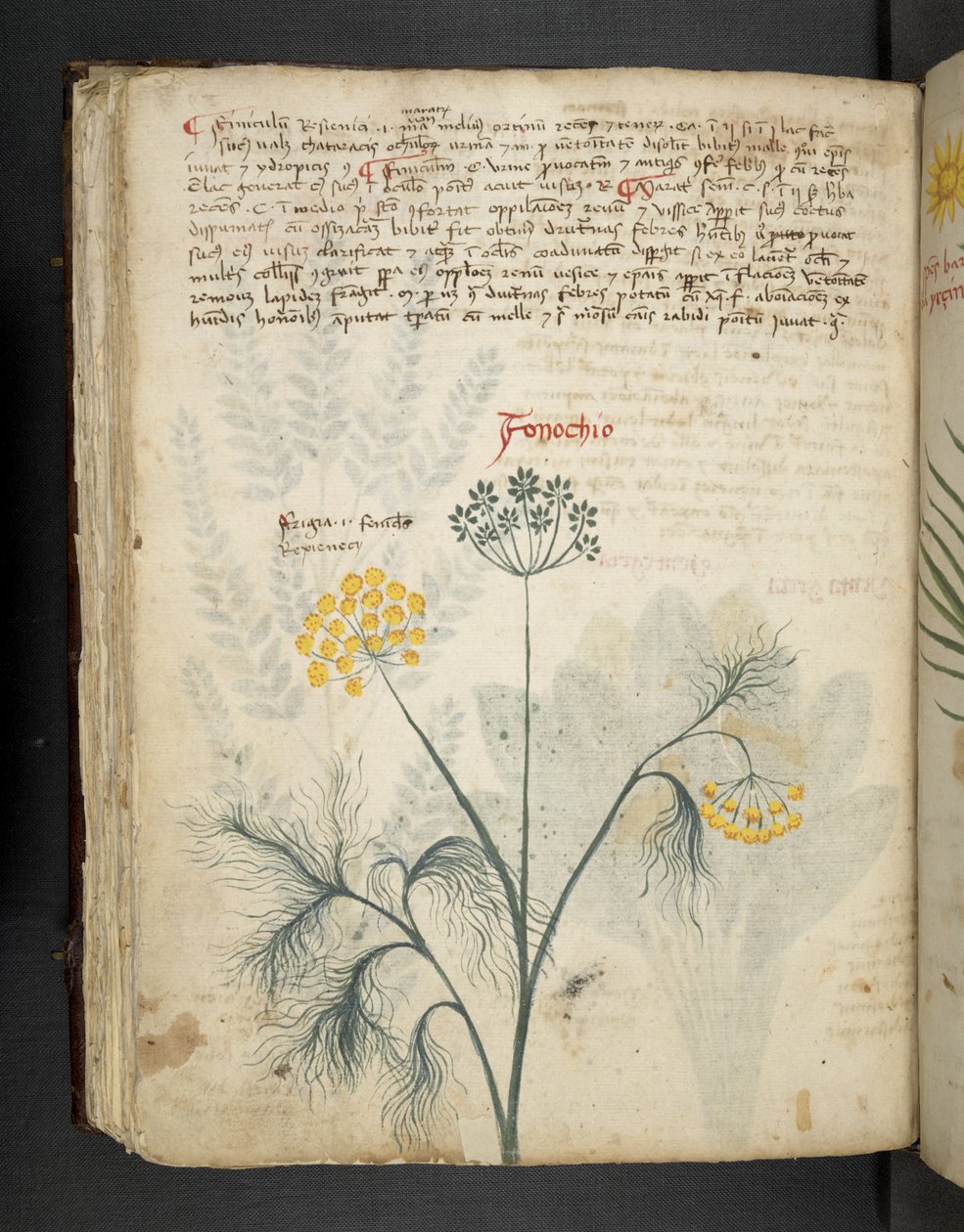 Añadir MS 41623 f.84v Hinojo, de "A herbal", Belluno (tinta y color sobre vitela) de Italian School