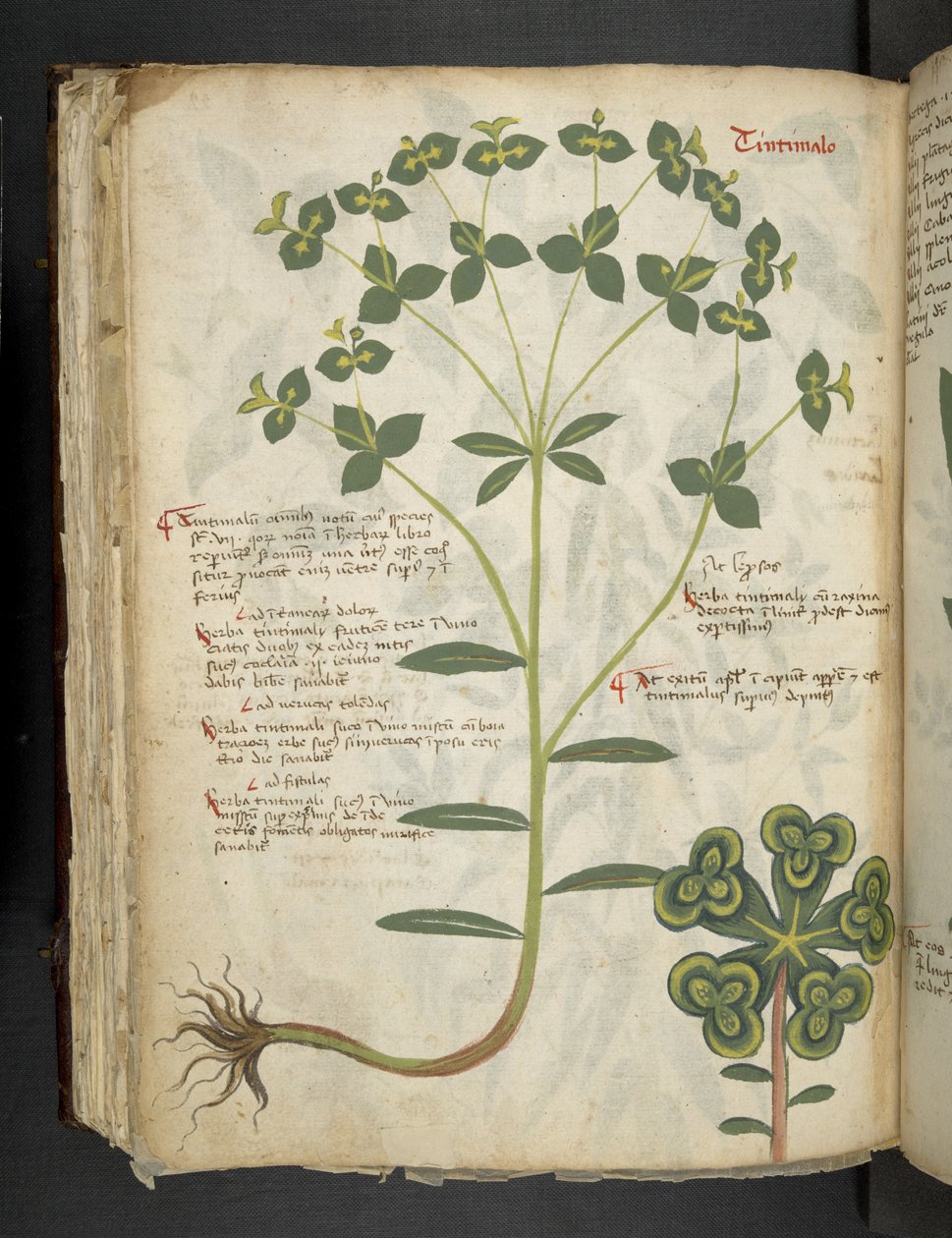 Añadir MS 41623 f.94v "A herbal", Belluno (tinta y color sobre vitela) de Italian School