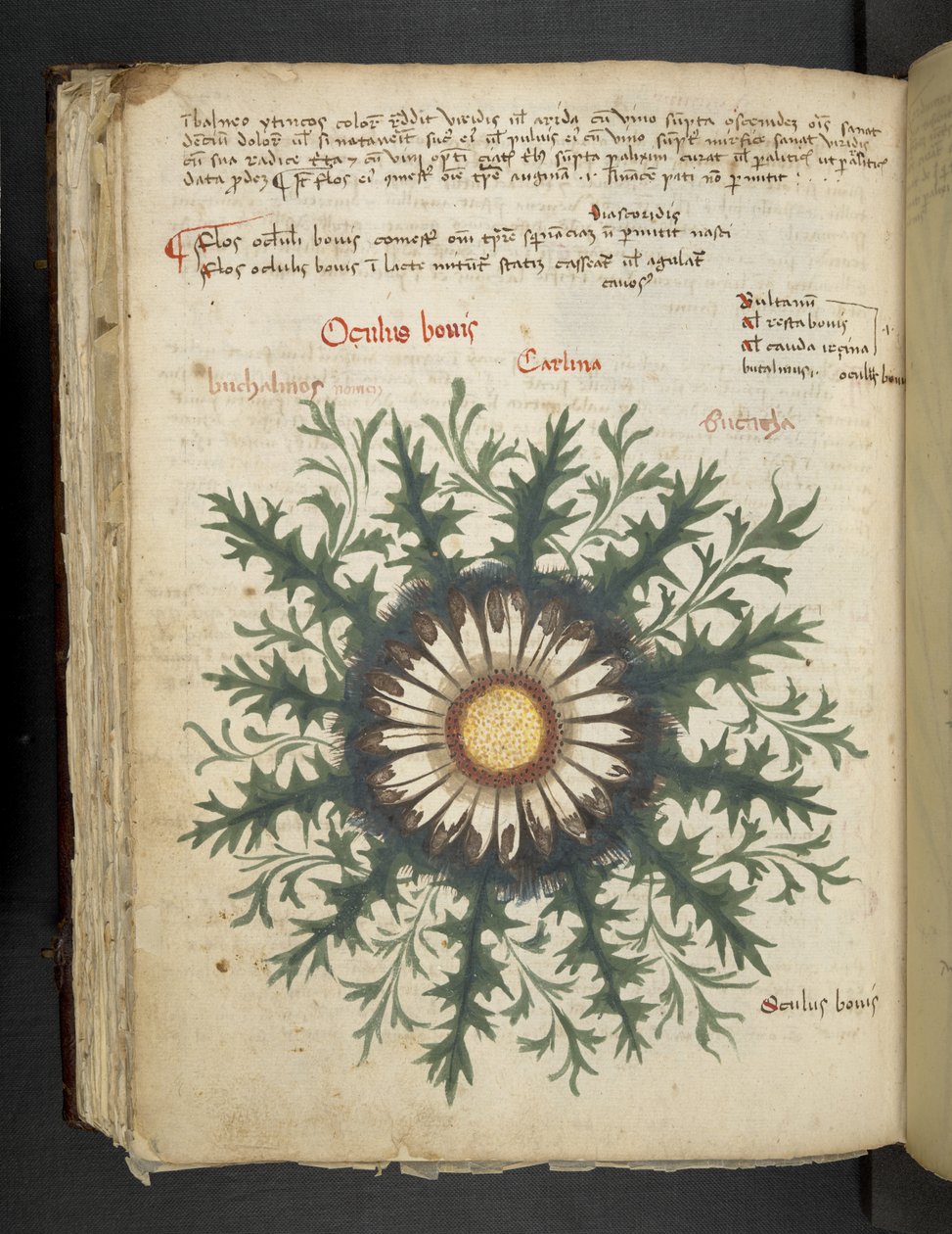 Añadir MS 41623 f.97v Carlina, de "A herbal", Belluno (tinta y color sobre vitela) de Italian School