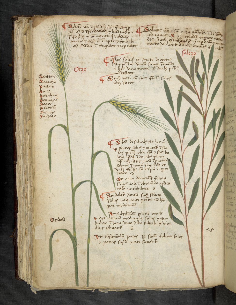 Añadir MS 41623 f.98v Orzo, de "A herbal", Belluno (tinta y color sobre vitela) de Italian School