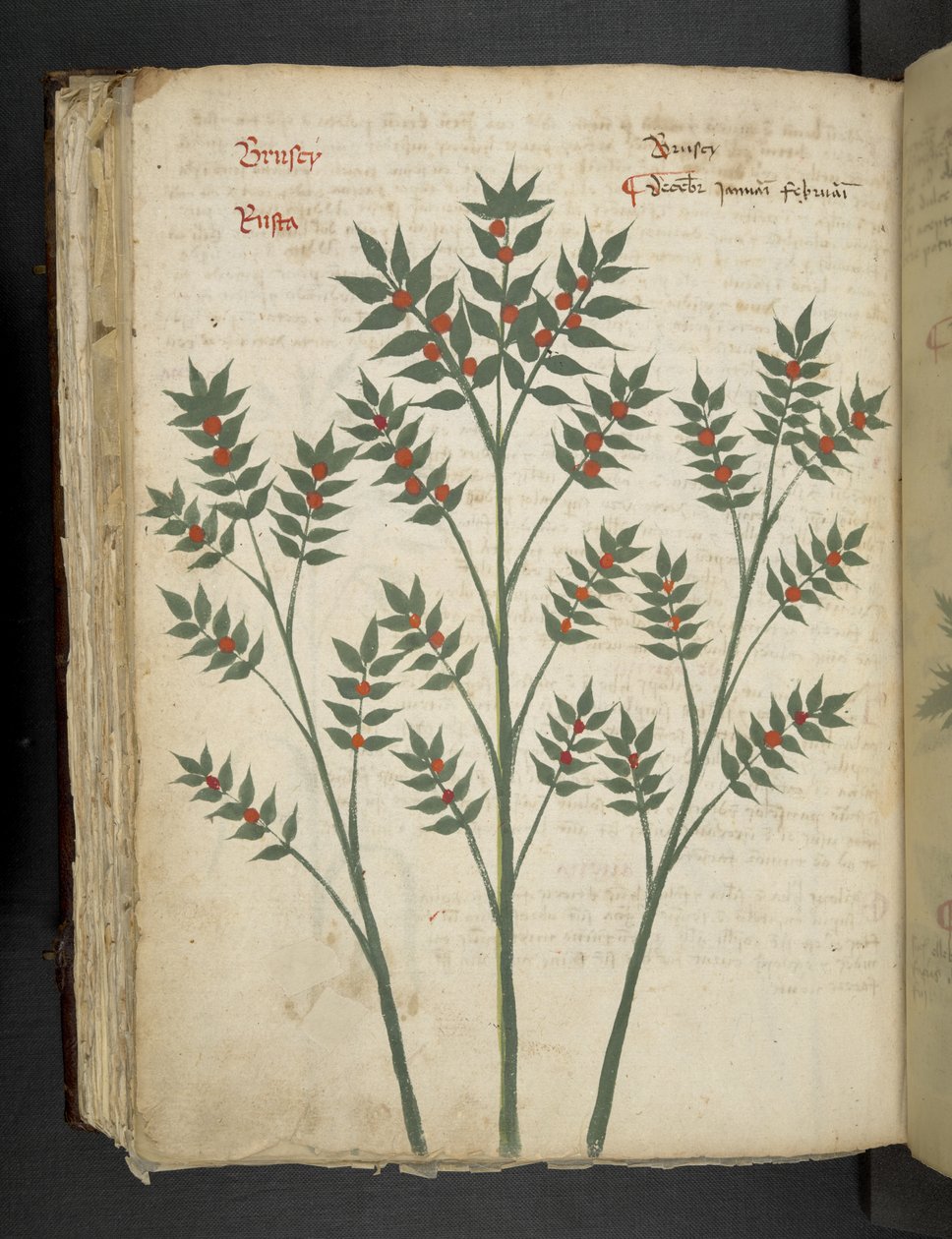 Añadir MS 41623 f.99v "A herbal", Belluno (tinta y color sobre vitela) de Italian School