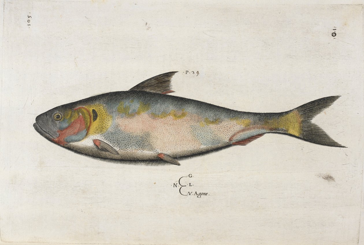 Agone, ilustración de 'Aquatilium Animalium Historiæ liber primus', de ...