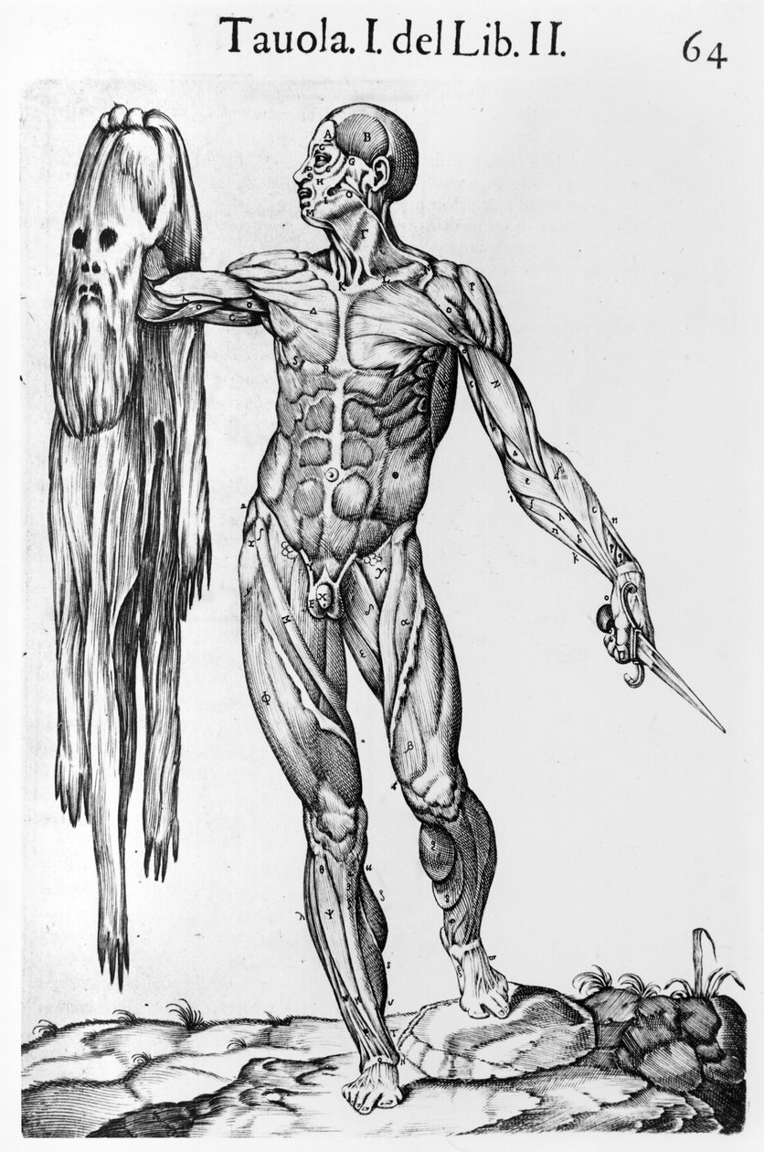 Estudio anatómico, lámina 64, ilustración de Anatomia del corpo humano por Juan de Valverde (c.1525-c.1587) Roma, 1560 de Italian School