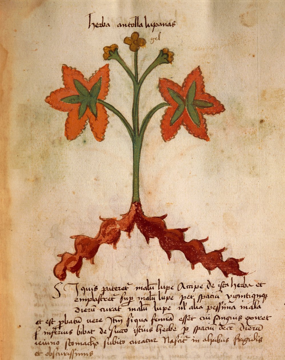 Antollas Lupanas de Italian School