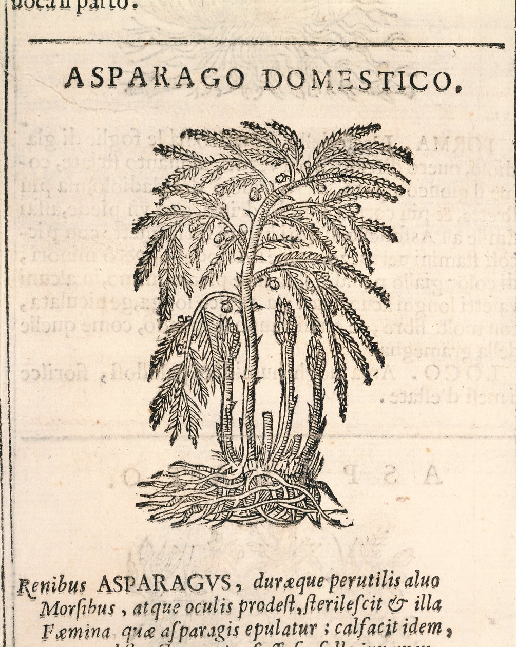 Espárrago (Asparagus officinalis), grabado por Castore Durante de Italian School