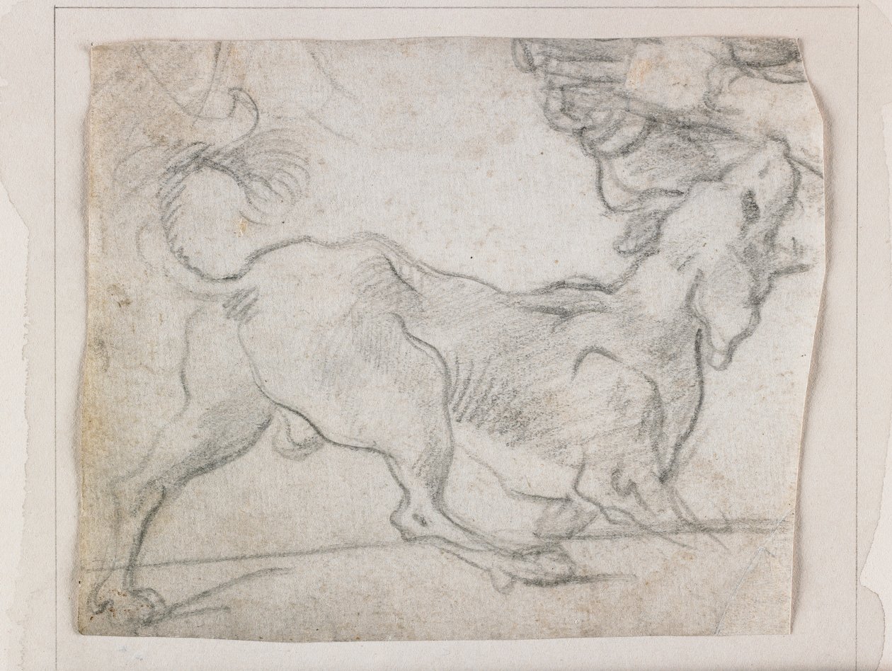 Perro ladrando, visto desde atrás de Italian School
