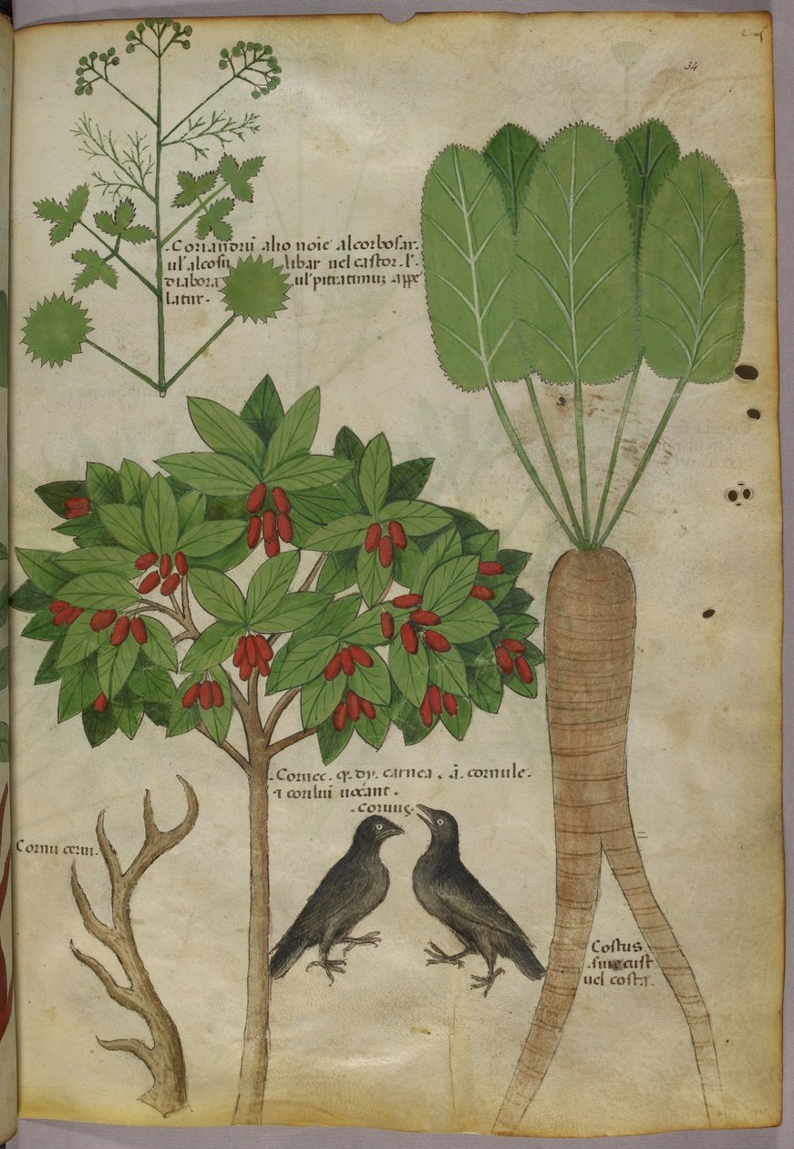 Ilustración botánica de plantas y pájaros, c. 1440 (tinta y color sobre papel) de Italian School