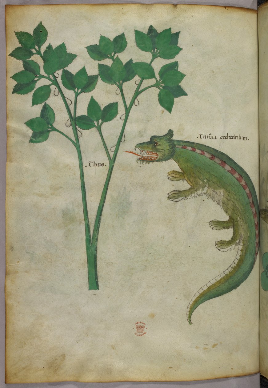Ilustración botánica y animal de una planta y un cocodrilo, c.1440 (tinta y color sobre vitela) de Italian School