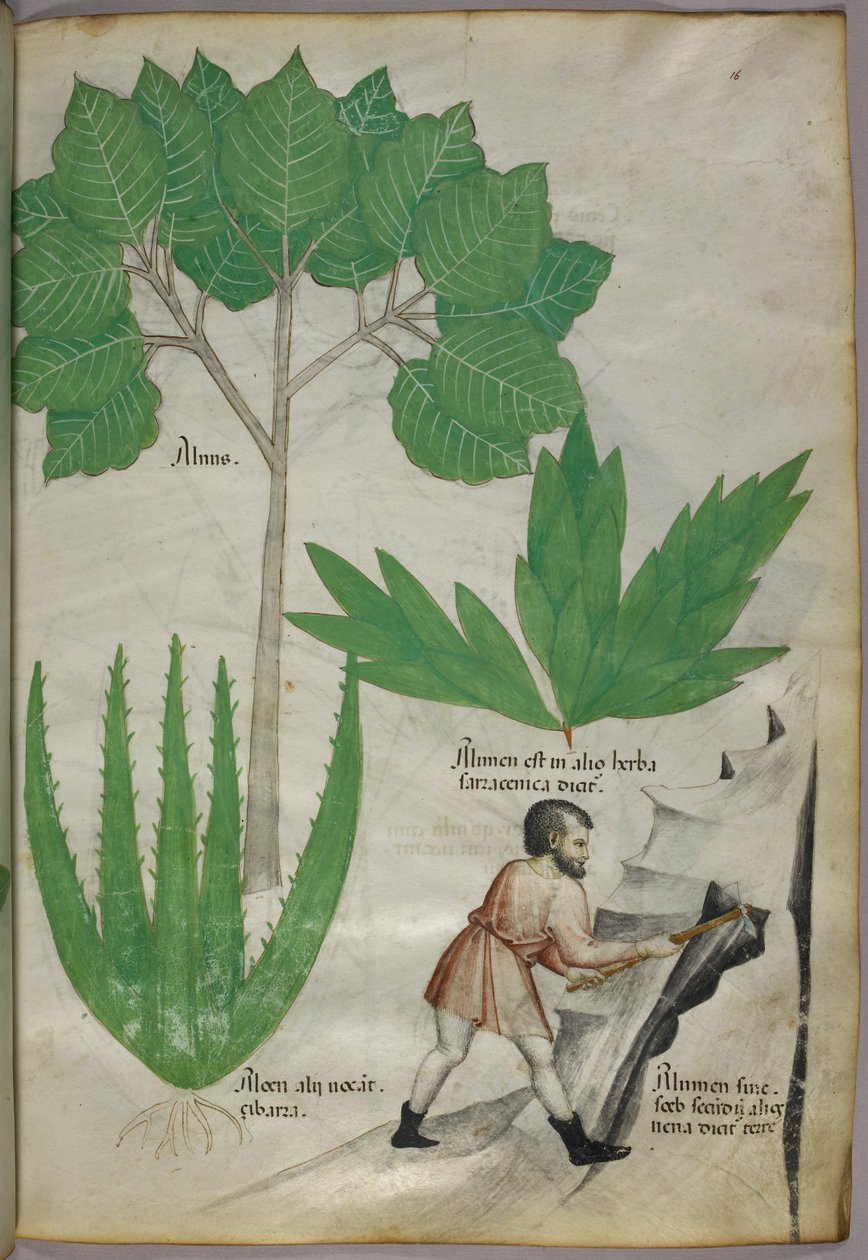 Ilustración botánica de un hombre con un hacha rompiendo roca para extraer alumbre, c.1440 (tinta y color sobre vitela) de Italian School