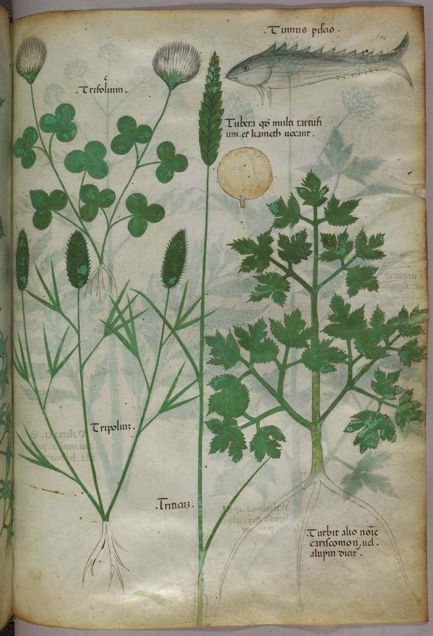 Ilustración botánica, c.1440 (tinta y color sobre vitela) de Italian School