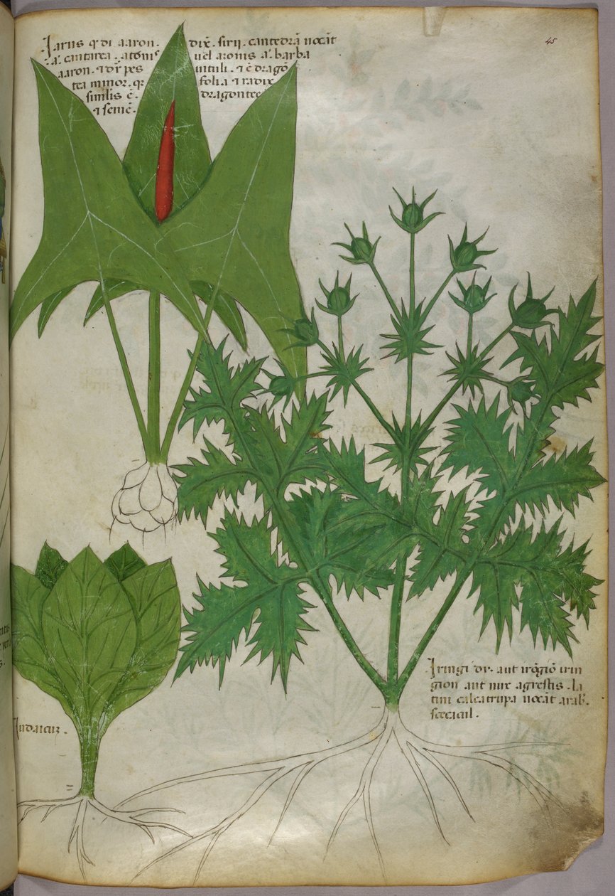 Ilustración botánica, c.1440 (tinta y color sobre vitela) de Italian School