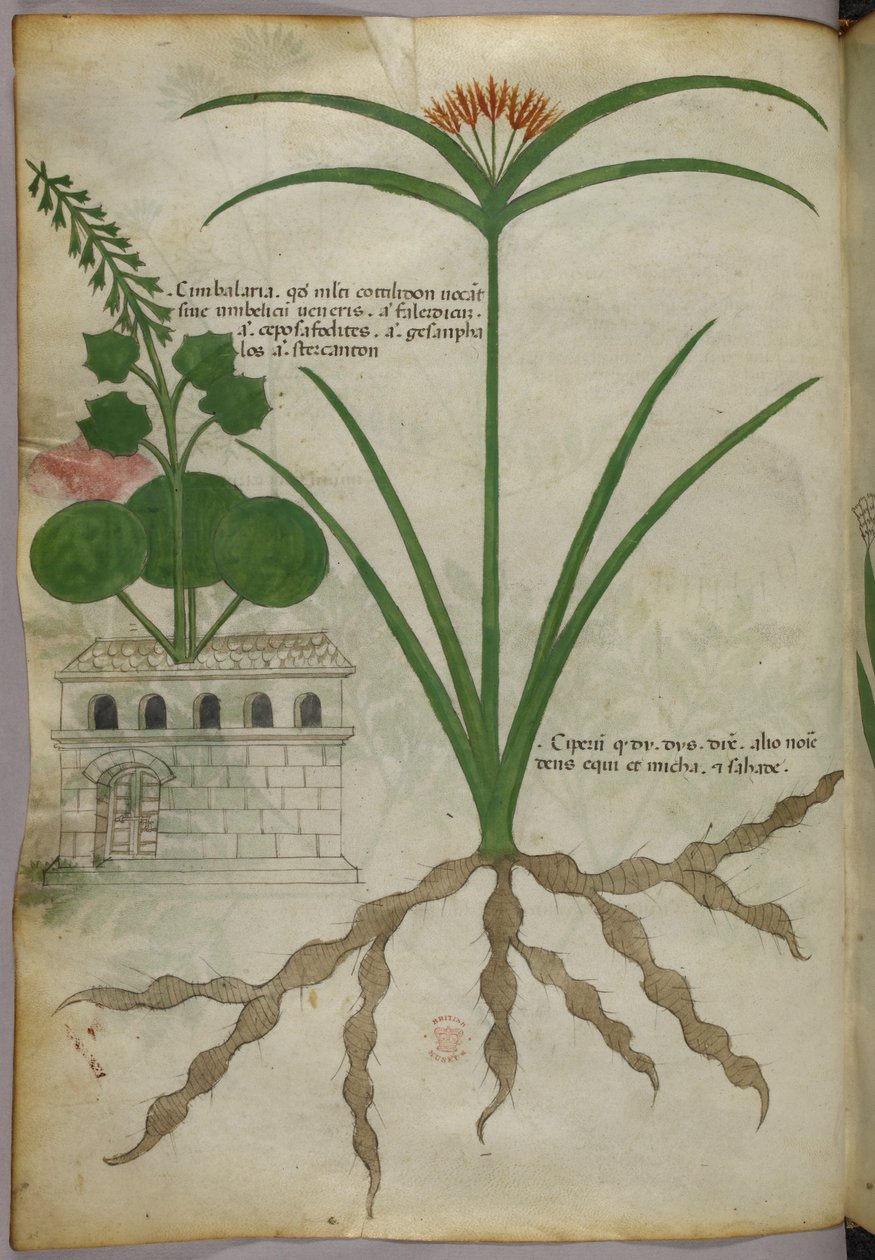 Ilustración botánica, c.1440 (tinta y color sobre vitela) de Italian School